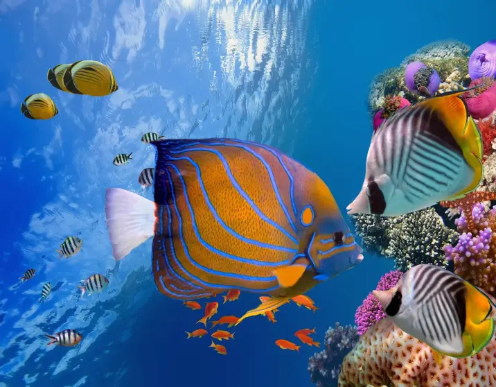 5-Day Luxury Cairo & Hurghada Tour – Explore Egypt in Style